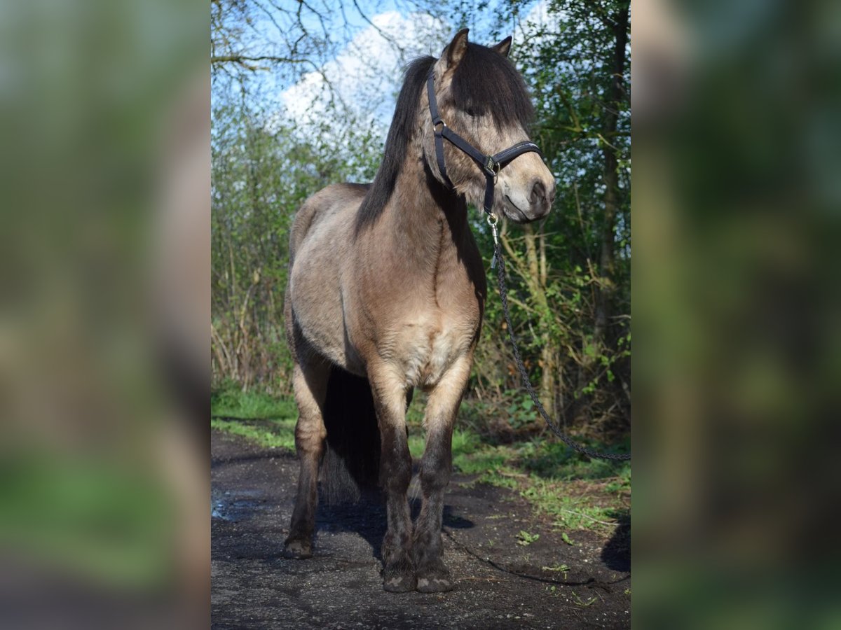 Pony Islandese Stallone 4 Anni 142 cm in NehmsBlunk