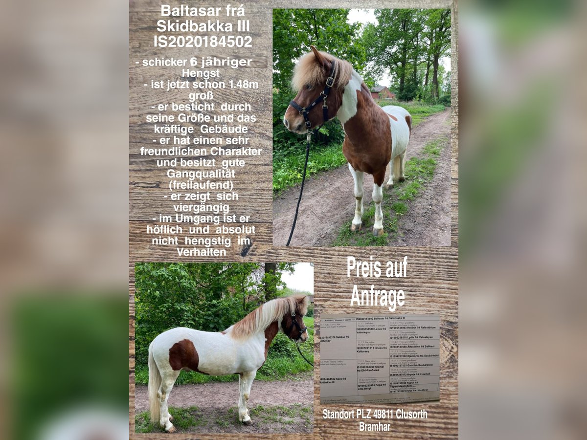 Pony Islandese Stallone 4 Anni in Lingen