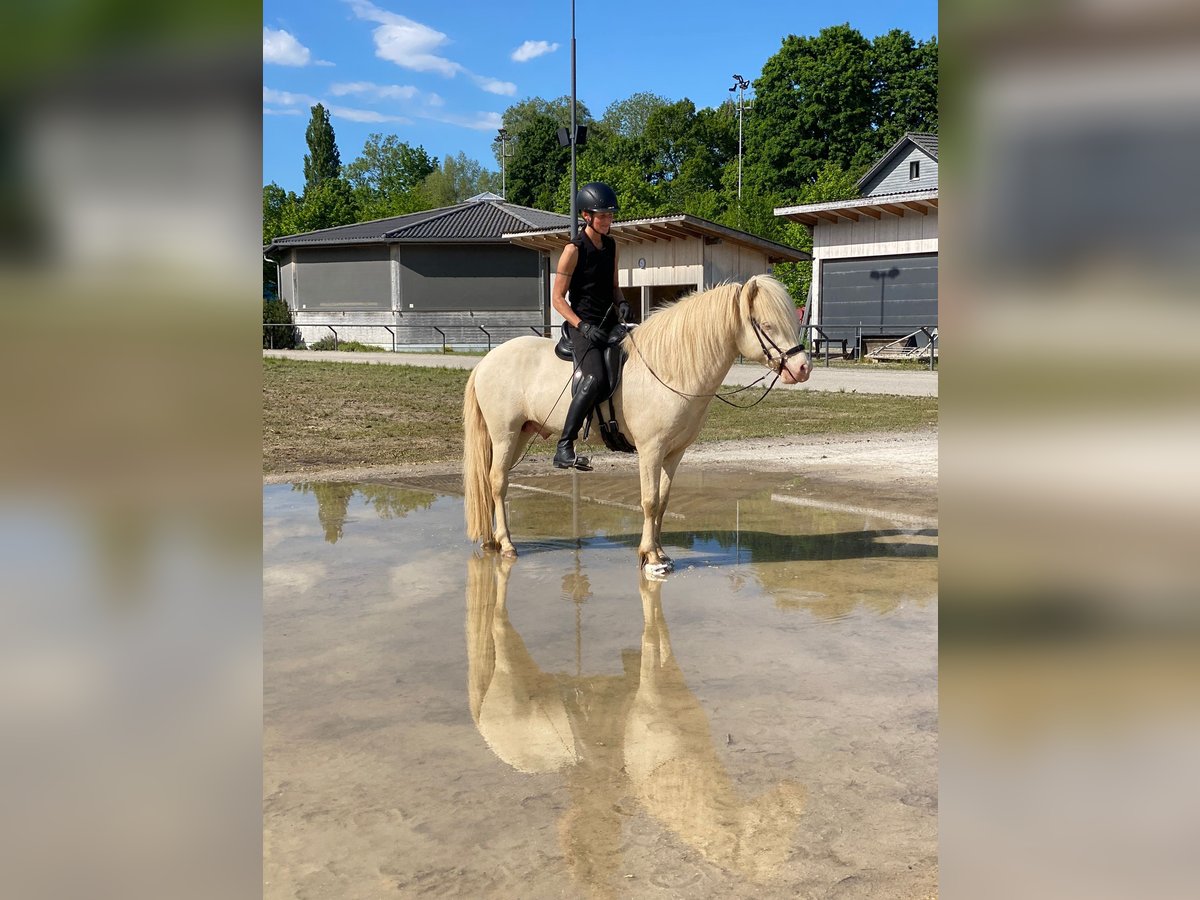 Pony Islandese Stallone 5 Anni 139 cm Perlino in Lyss