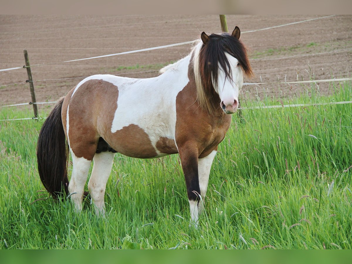 Pony Islandese Stallone 7 Anni 137 cm Pezzato in Saarland