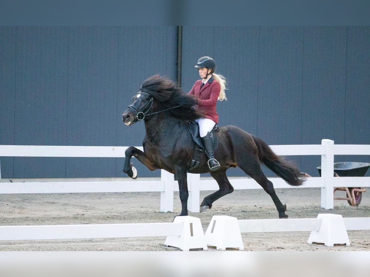 Pony Islandese Stallone Baio in Euskirchen