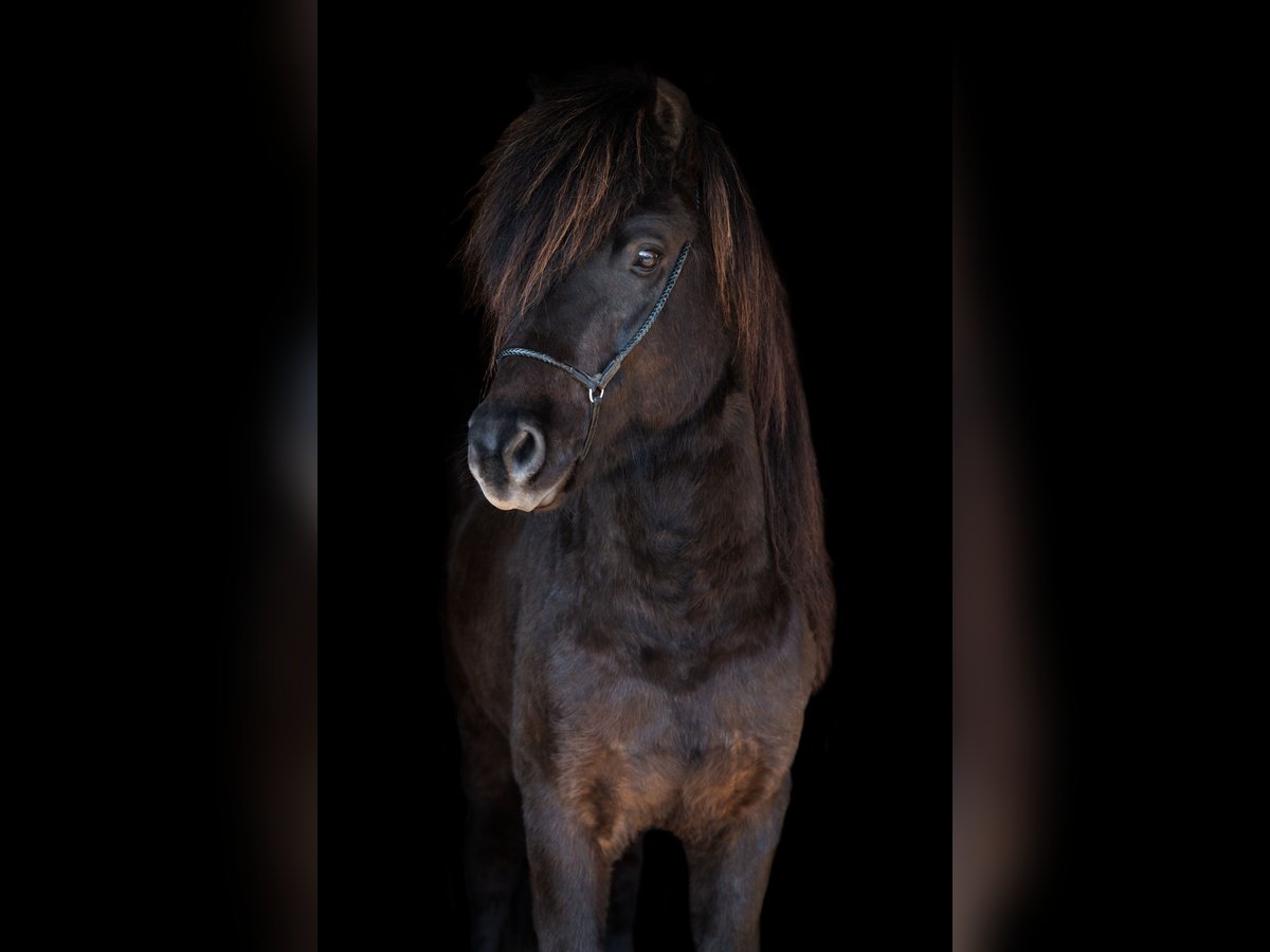 Pony Islandese Stallone in Euskirchen