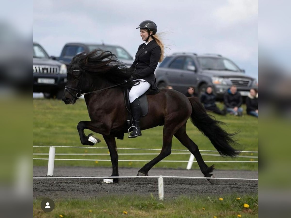 Pony Islandese Stallone in Schwarmstedt