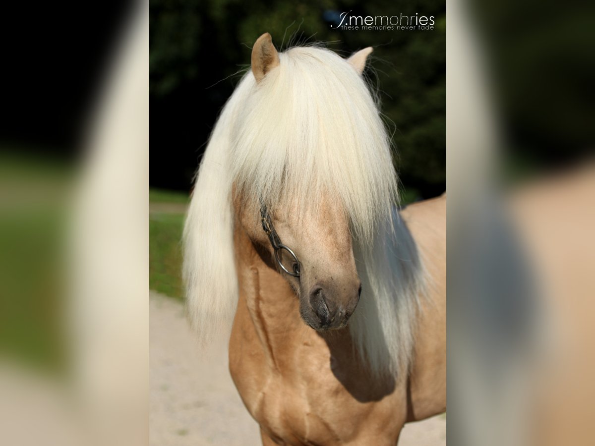 Pony Islandese Stallone Palomino in Lochen am See