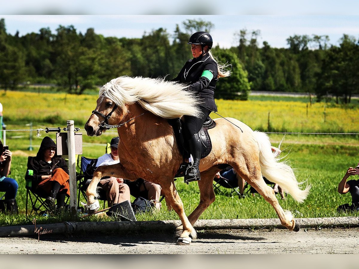 Pony Islandese Stallone Palomino in Lochen am See