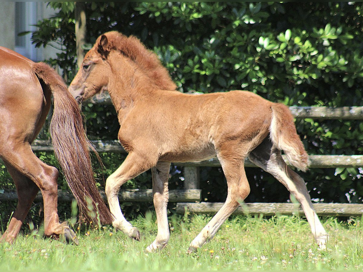 Pony Islandese Stallone Puledri (04/2024) 138 cm Sauro scuro in Soltau