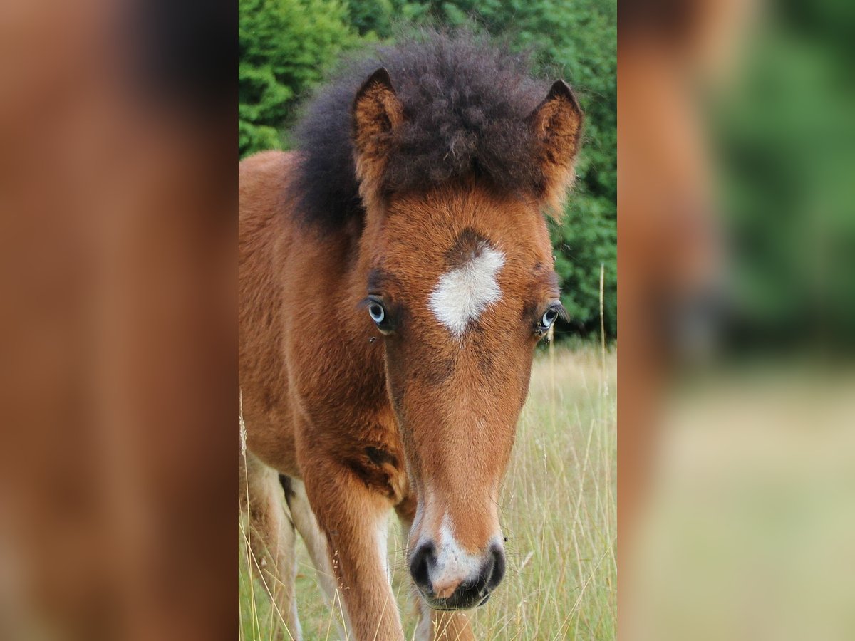 Pony Islandese Stallone  140 cm Baio in Saarland