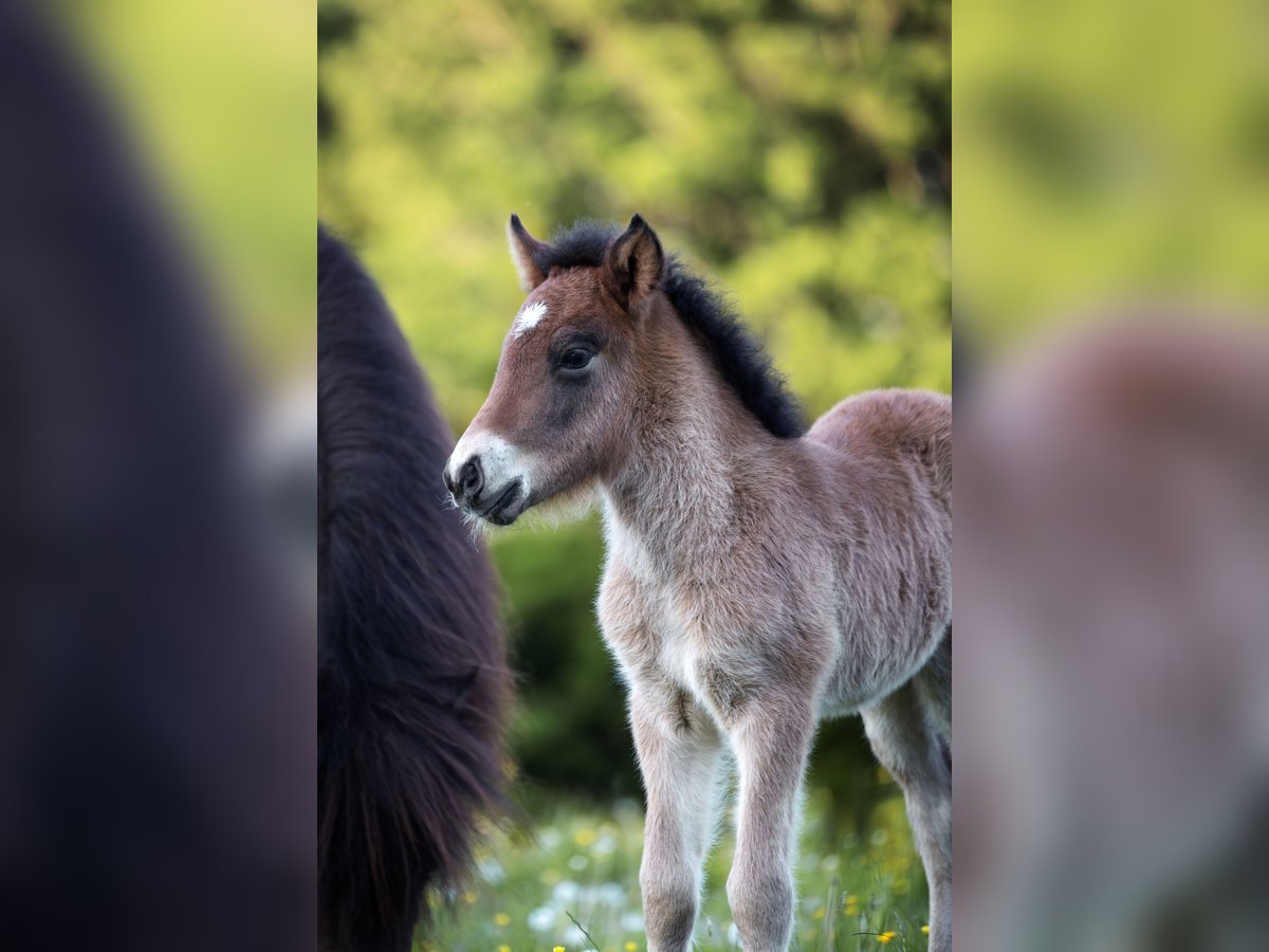 Pony Islandese Stallone  140 cm Baio chiaro in Anger