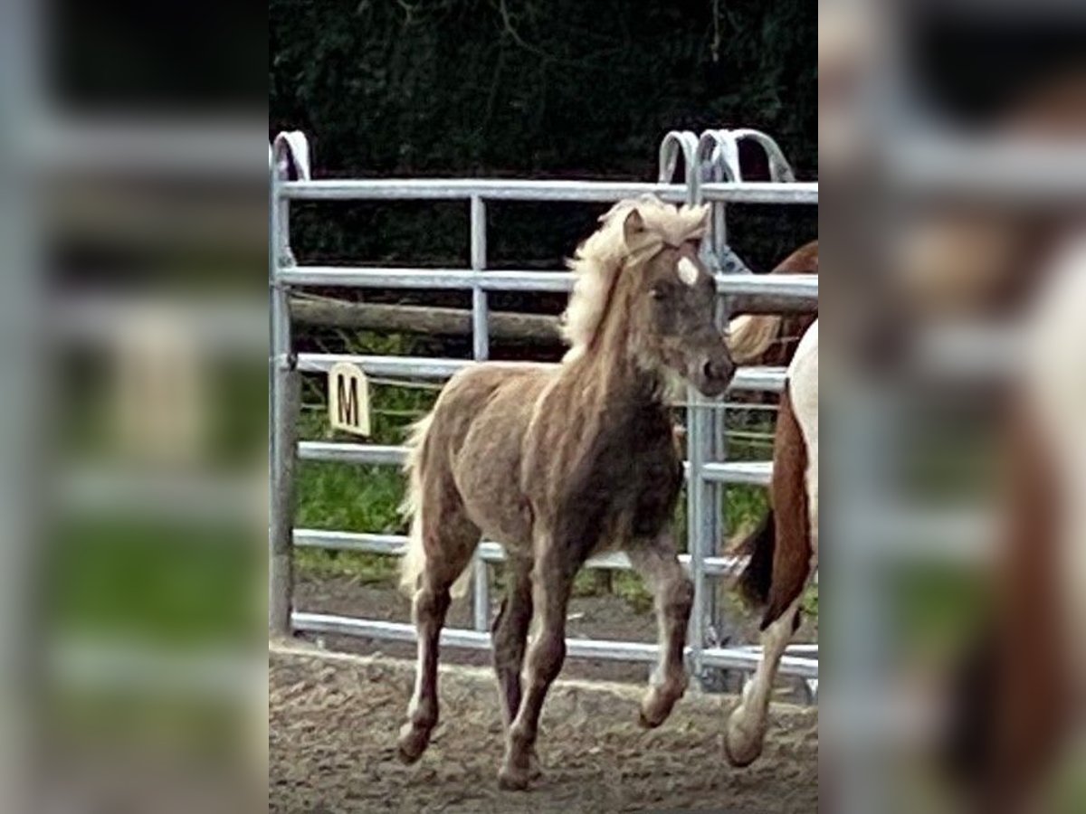 Pony Islandese Stallone Puledri (04/2025) 143 cm Champagne in Fulda Pony Islandese Stallone Puledri (04/2025) 143 cm Champagne in Fulda