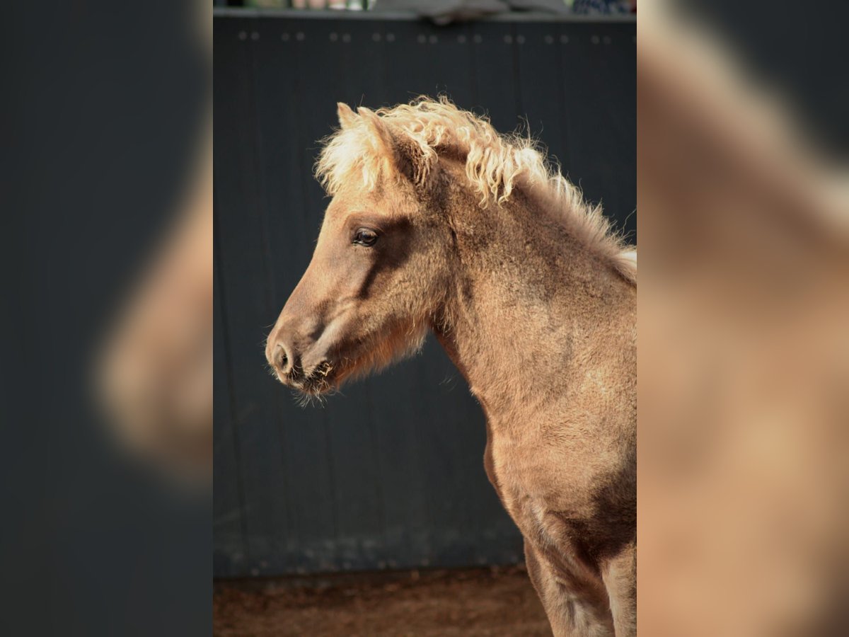 Pony Islandese Stallone Puledri (05/2025) 145 cm Falbo in Lehmrade