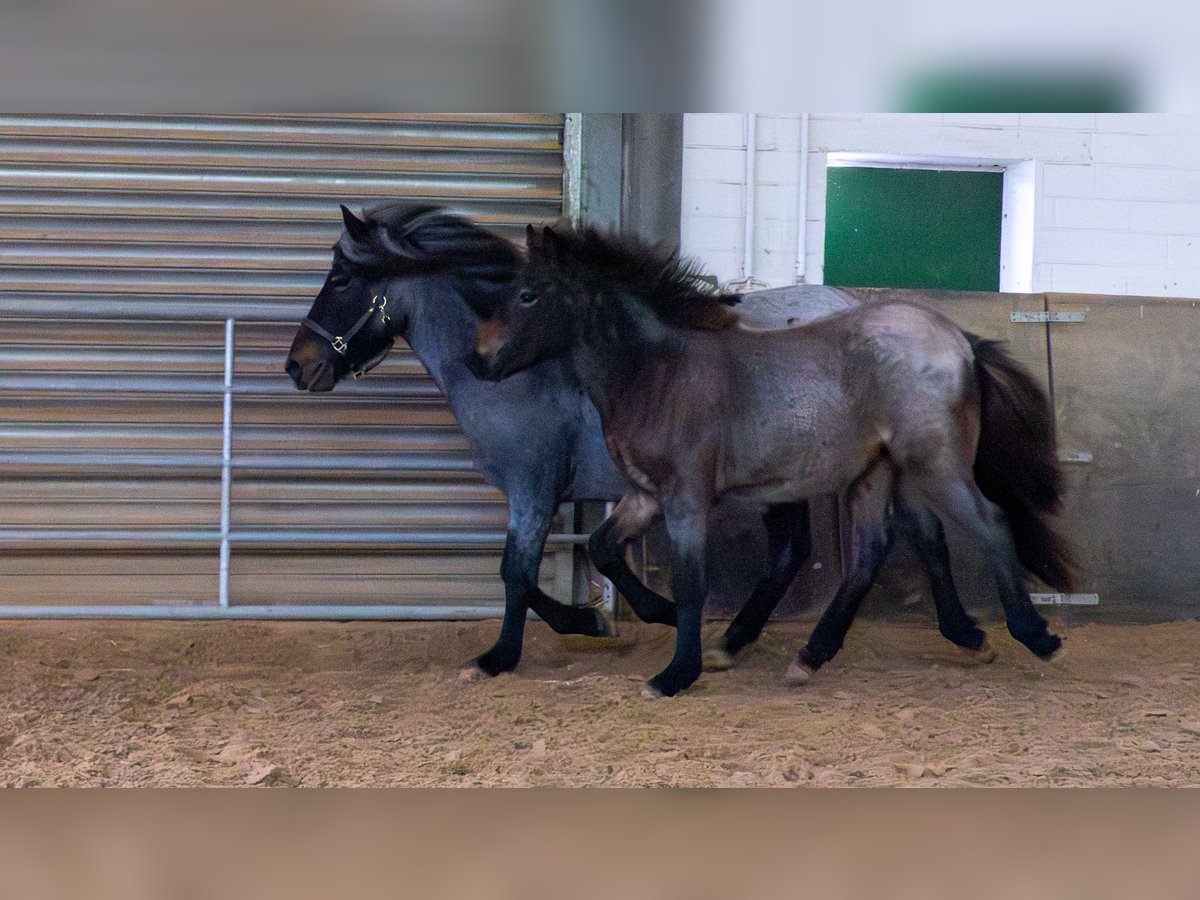 Pony Islandese Stallone Puledri (05/2025) Baio roano in Blankenheim