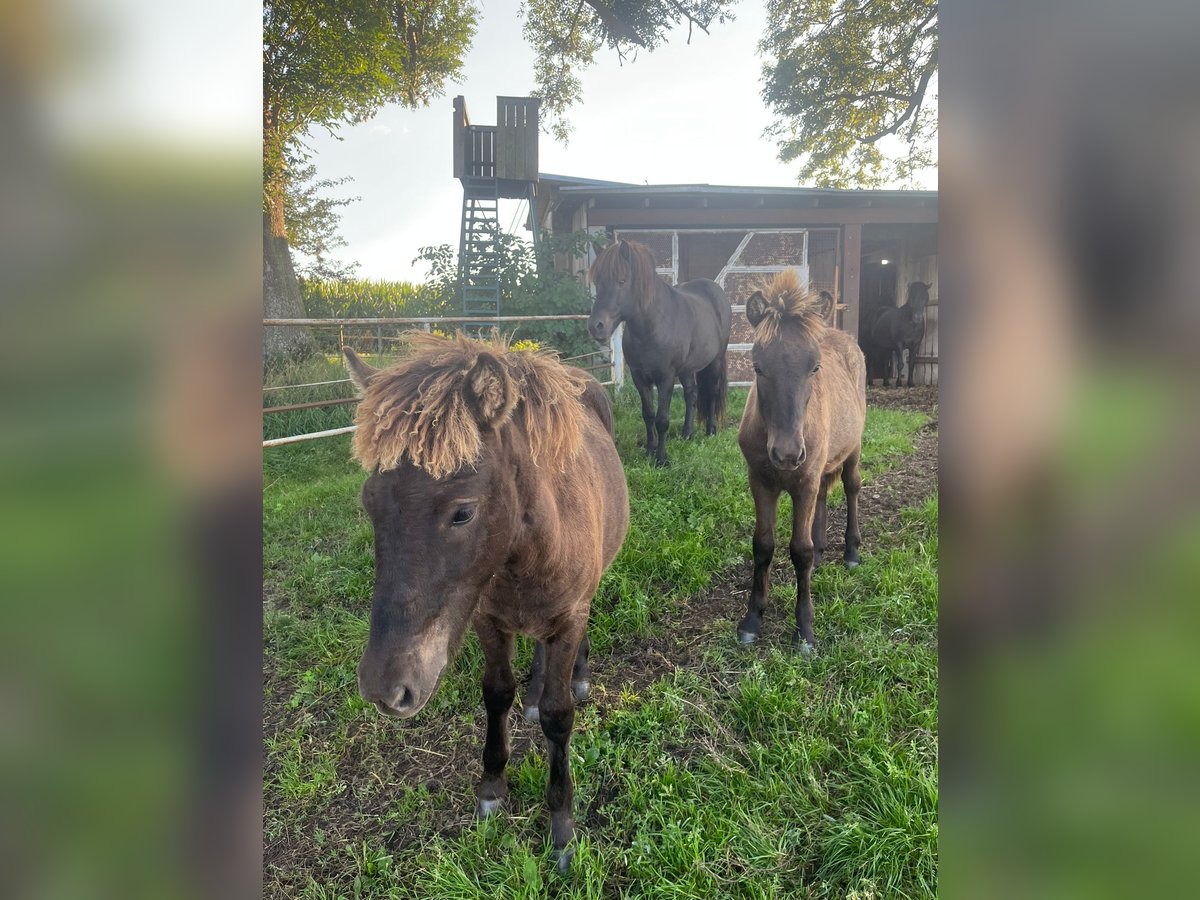 Pony Islandese Stallone Puledri (04/2025) Baio scuro in Loitz