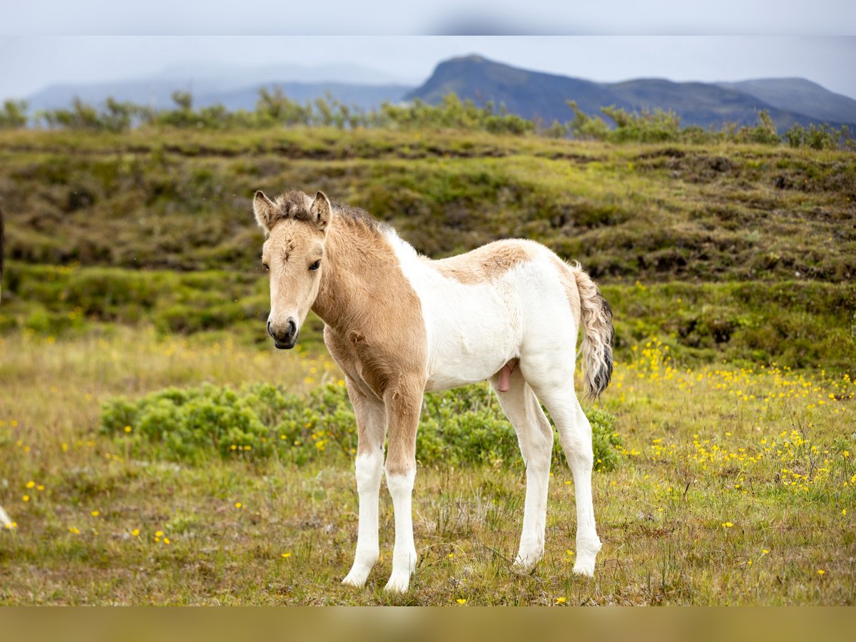 Pony Islandese Stallone  Tobiano-tutti i colori in Hvolsvollur