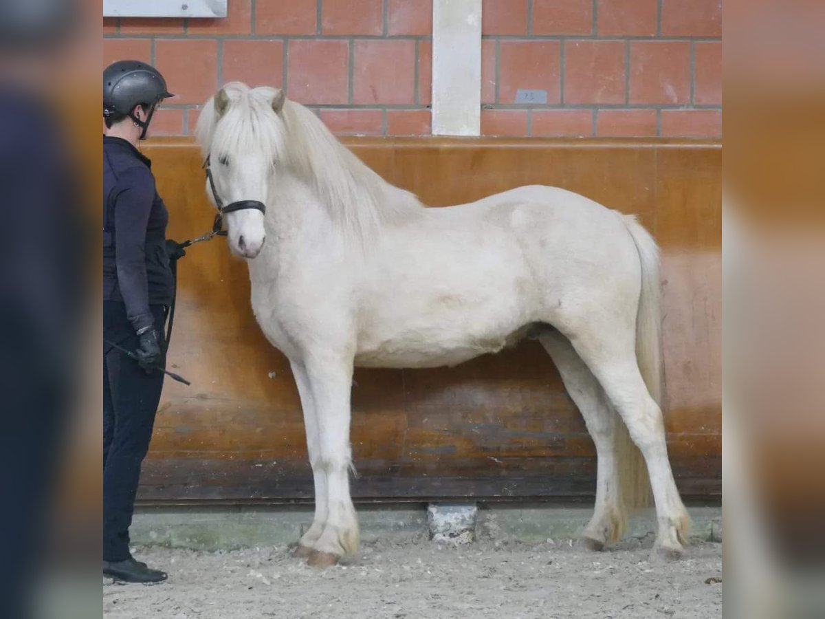 Pony Islandese Stallone in Euskirchen