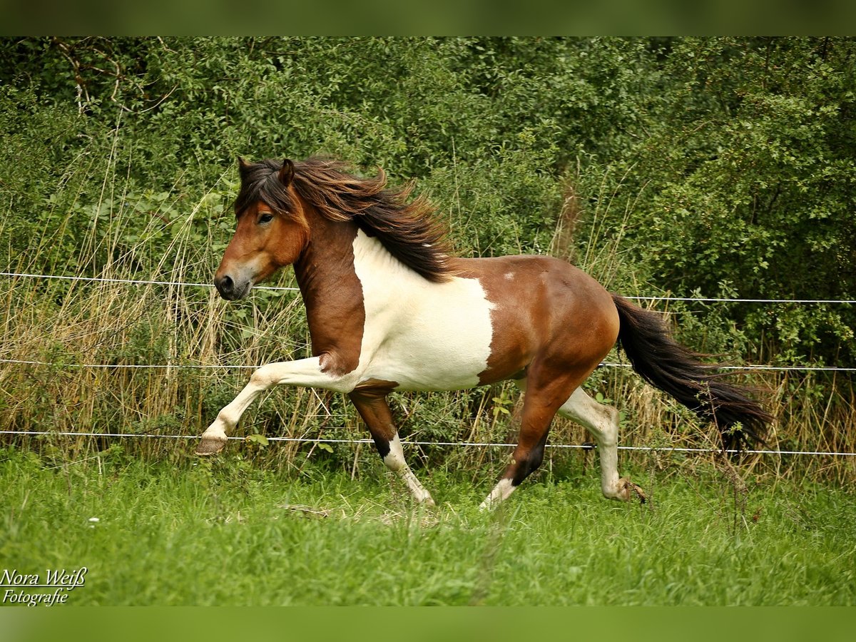 Pony Islandese Stallone Tobiano-tutti i colori in Lauterhofen