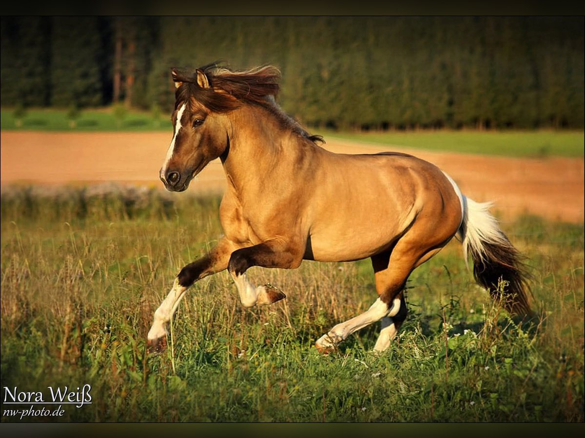 Pony Islandese Stallone Tobiano-tutti i colori in Lauterhofen