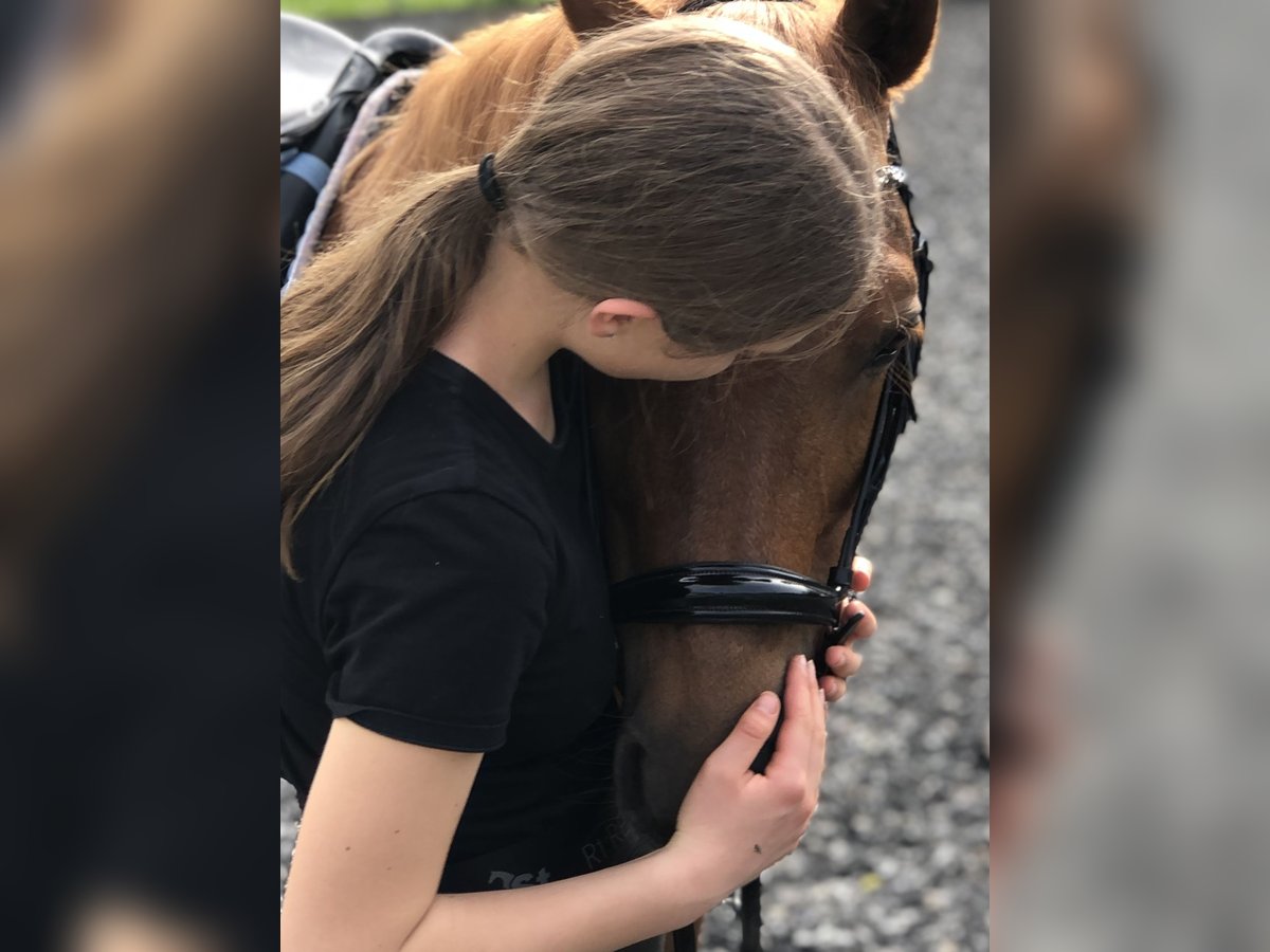 Pony oder Pferd zum Mitreiten gesucht Pony oder Pferd zum Mitreiten gesucht
