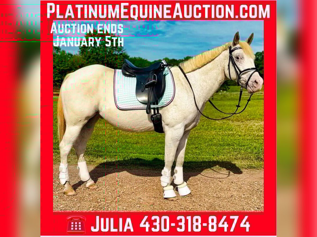 Pony of the Americas Gelding 11 years 14 hh Grey in Texarkana TX