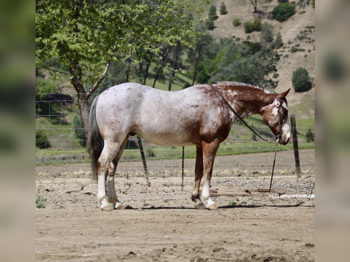 邦楽 The Tale of Roan Horses / BOYS AGE 邦楽 The Tale of Roan Horses / BOYS AGE 邦楽 The Tale of Roan
