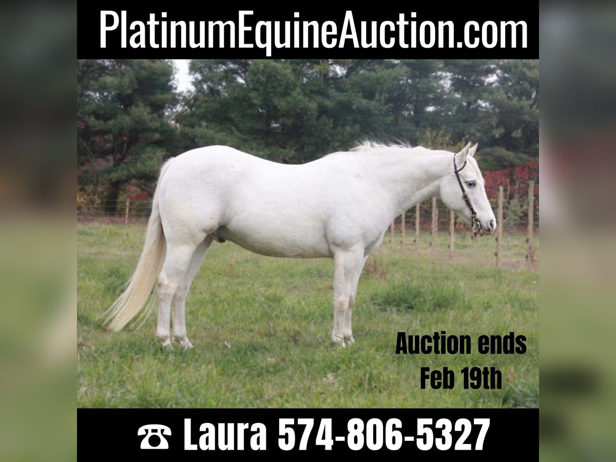 Pony of the Americas Gelding 17 years White in North Judson IN