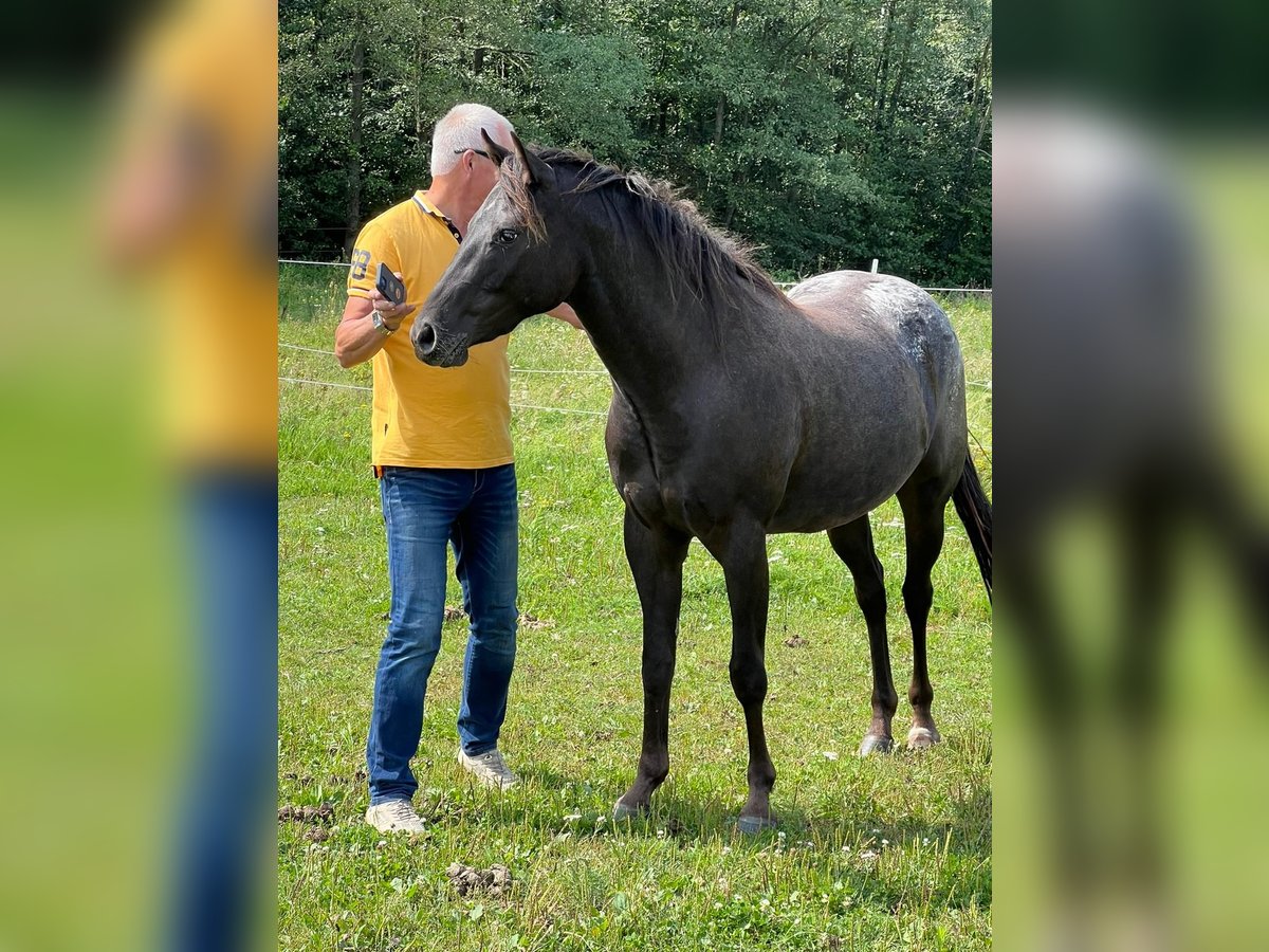 Pony of the Americas Gelding 3 years 13,2 hh Leopard-Piebald in Annaberg-Buchholz