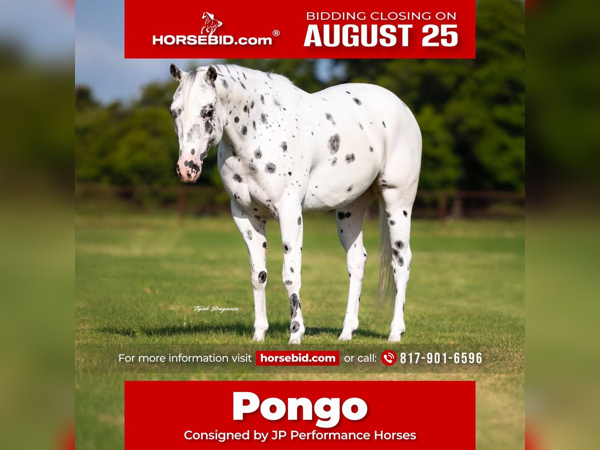 Pony of the Americas Gelding 4 years 14,1 hh in Weatherford