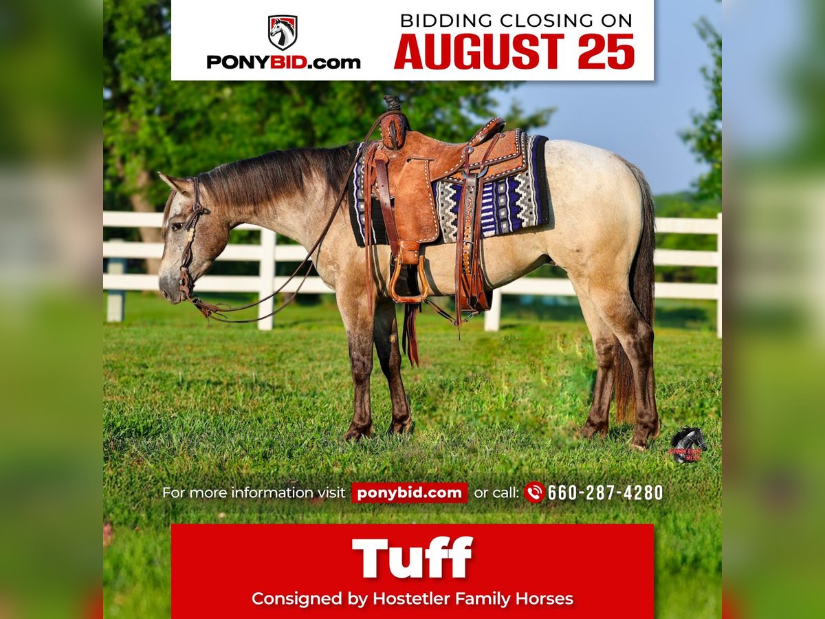 Pony of the Americas Gelding 5 years 13 hh Buckskin in Sedalia
