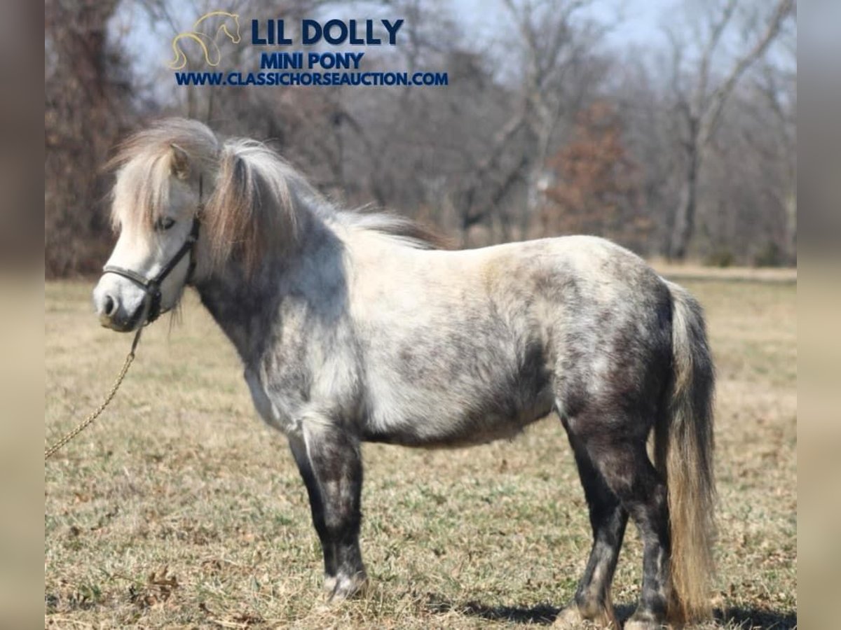 Pony of the Americas Gelding 5 years 9,2 hh Grey in Charleston