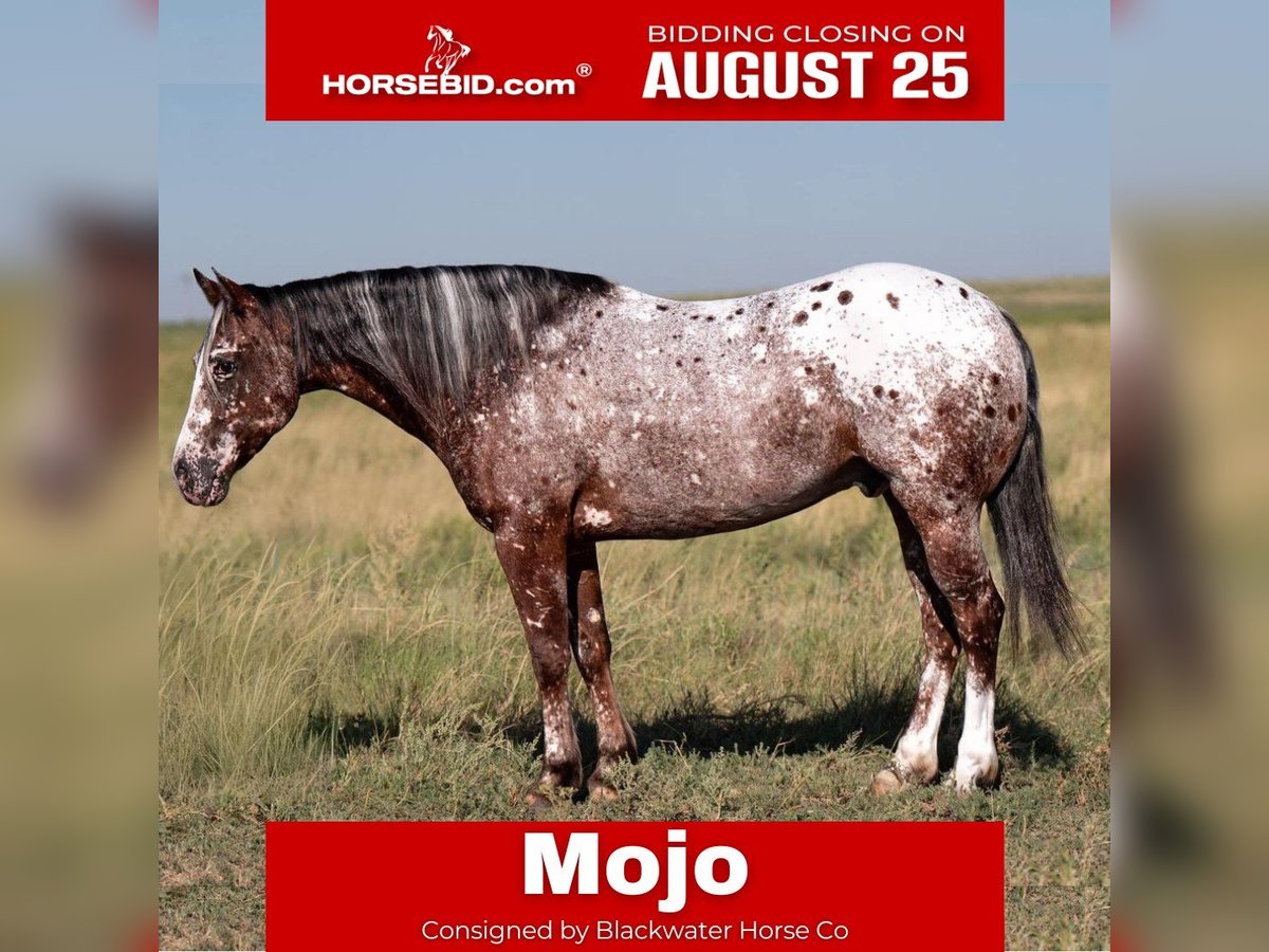Pony of the Americas Gelding 6 years 14 hh in Canyon, TX