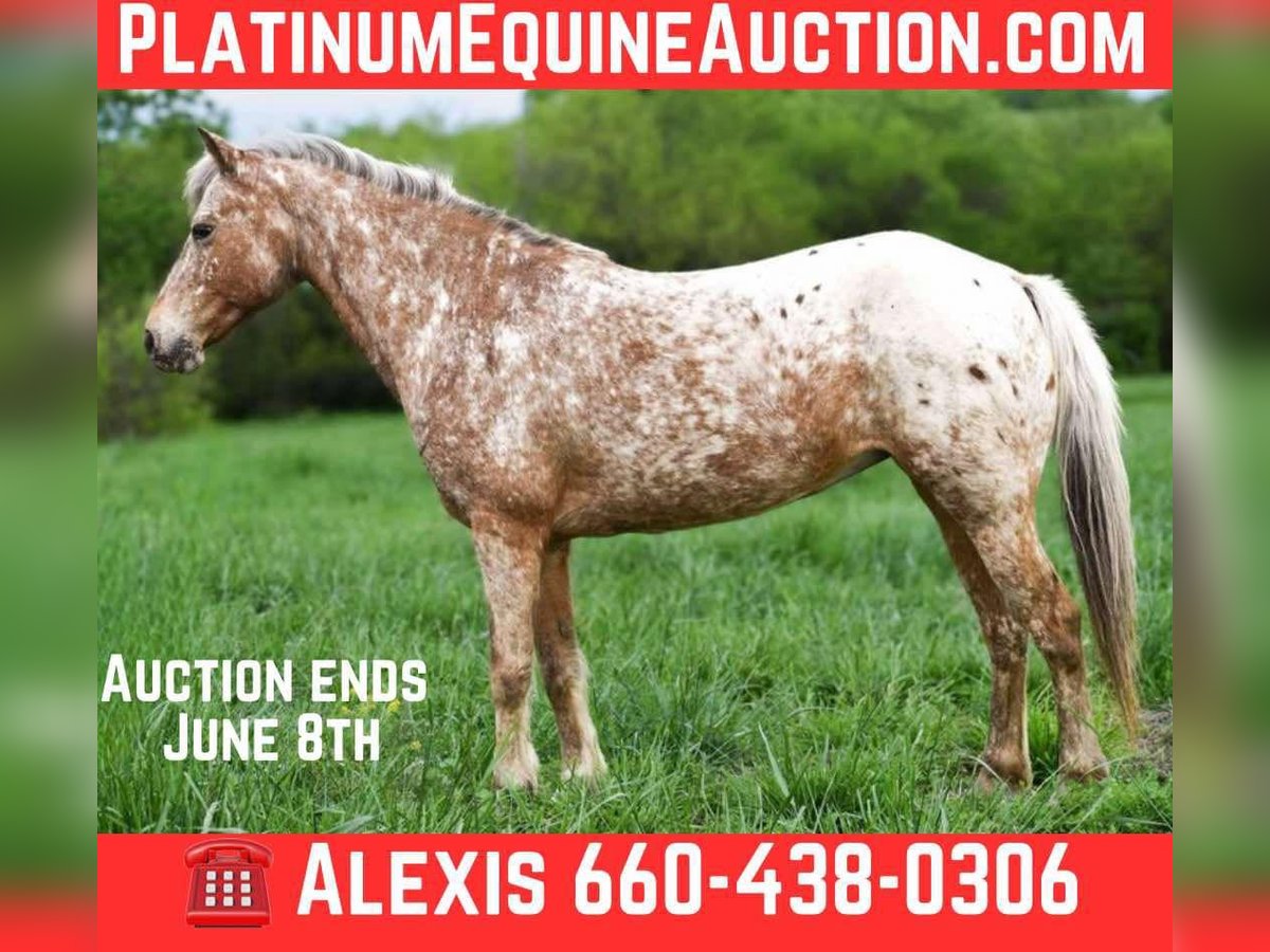 Pony of the Americas Gelding 7 years 12 hh Roan-Blue in Cole Camp MO