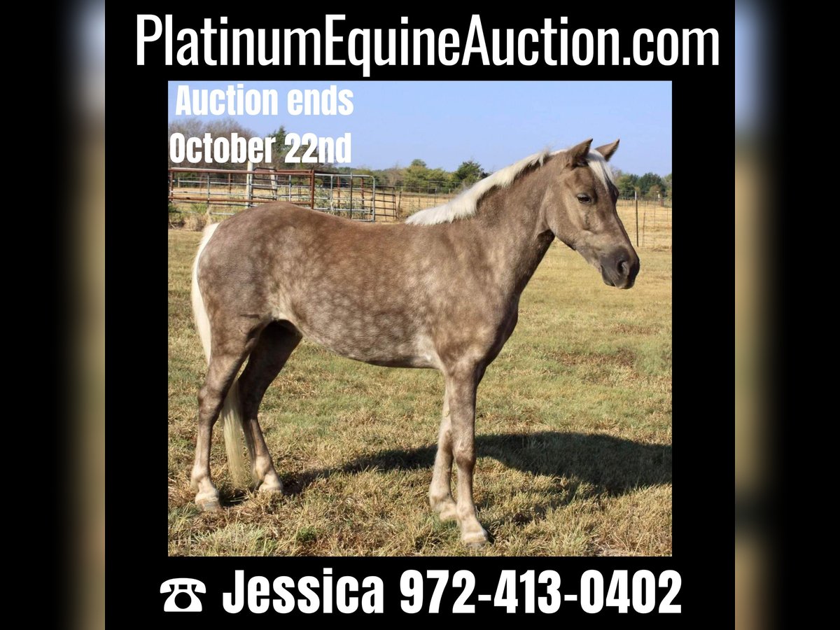 Pony of the Americas Gelding 8 years 11 hh Gray in Ravenna TX