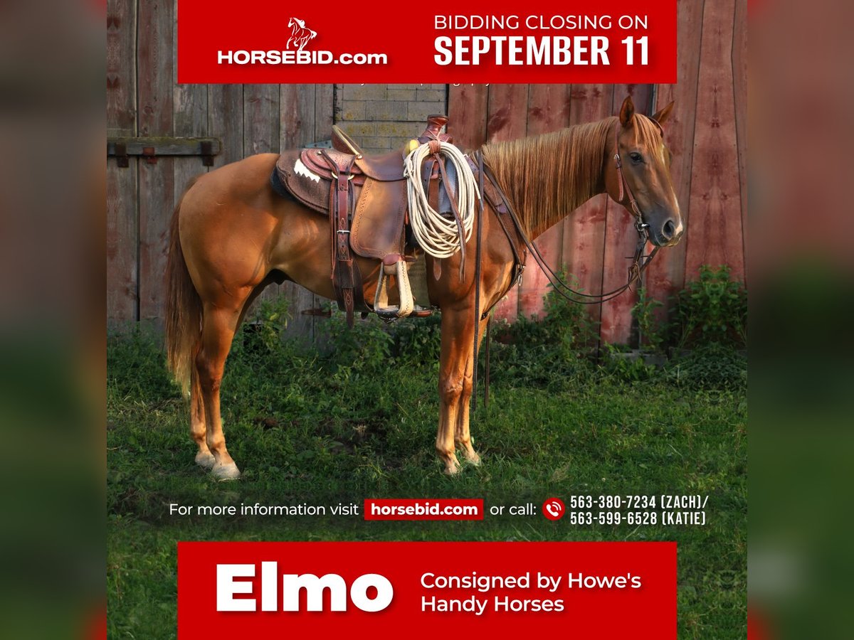 Pony of the Americas Gelding 8 years 14,2 hh Sorrel in Dubuque, IA