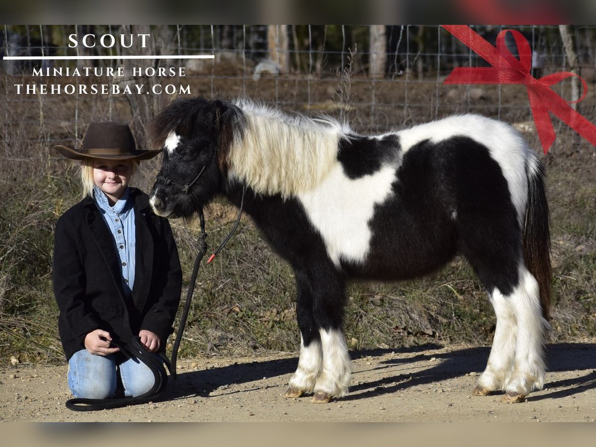 Pony of the Americas Hengst  81 cm Tobiano-alle-Farben in Antlers, OK