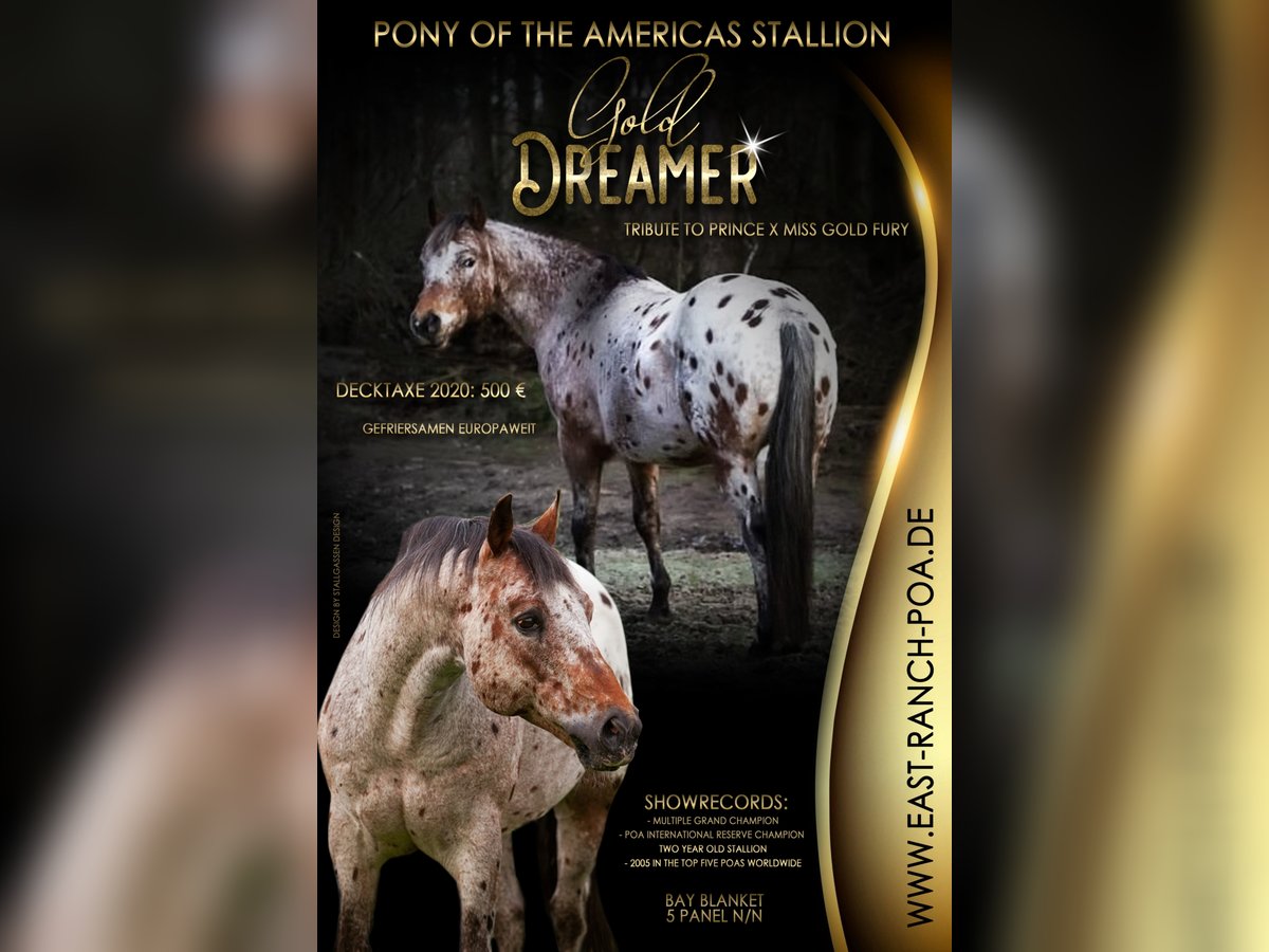 Pony of the Americas Hengst in Quitzdorf am See