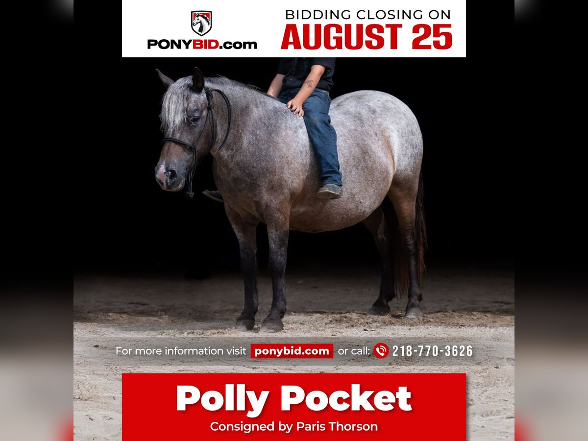 Pony of the Americas Mare 11 years 11 hh Roan-Bay in Nevis