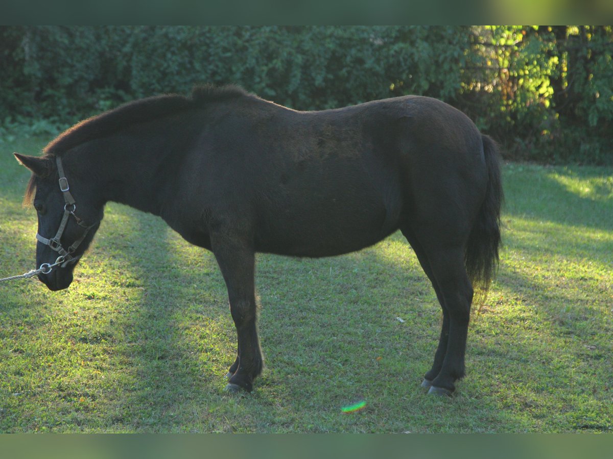 Pony of the Americas Mix Mare 15 years 12 hh Bay-Dark in Bordentown