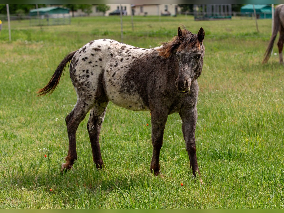 Pony of the Americas Mare 1 year 13,2 hh Black in Quitzdorf am See Pony of the Americas Mare 1 year 13,2 hh Black in Quitzdorf am See
