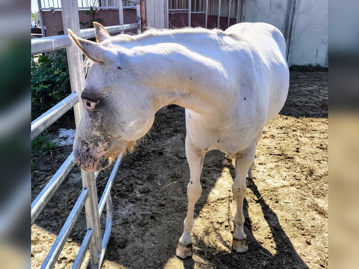 Pony of the Americas Mare 2 years 13,2 hh Gray-Red-Tan in Landsberg