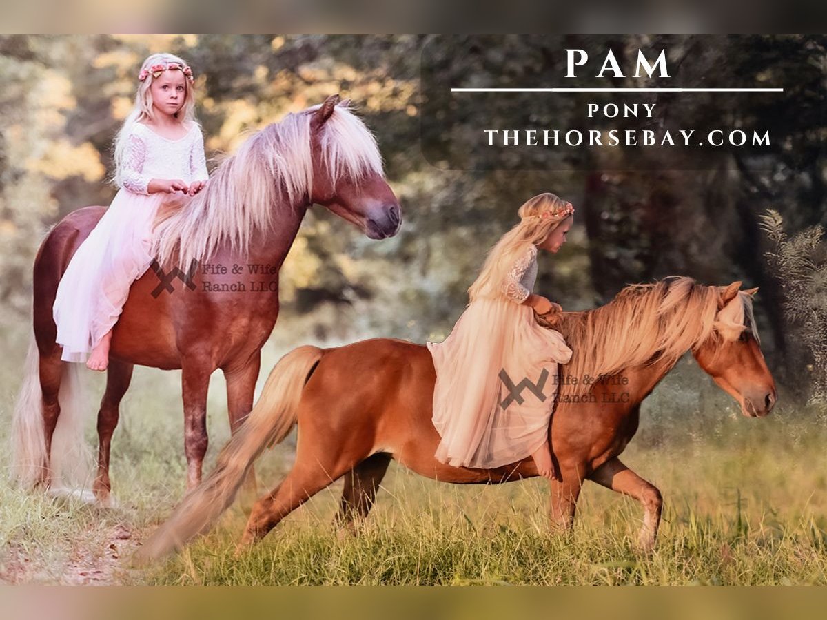 Pony of the Americas Mare 3 years 10,3 hh Bay in Macomb, OK