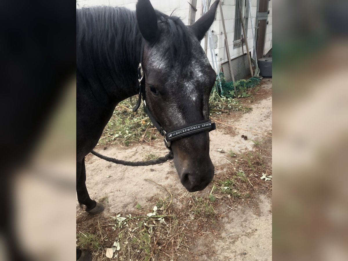 Pony of the Americas Mare 3 years 13,3 hh Bay-Dark in Haida