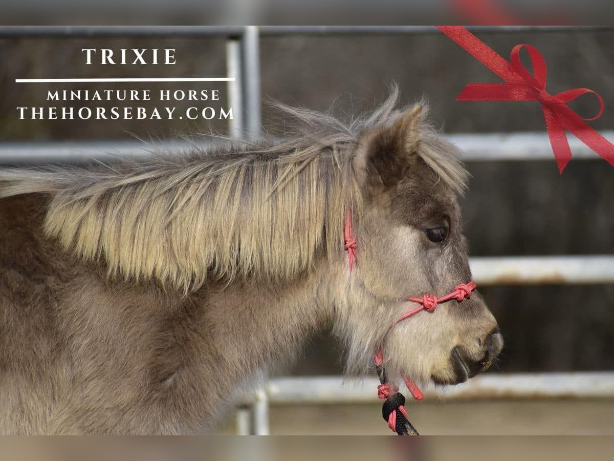 Pony of the Americas Merrie 1 Jaar 84 cm Bruin in Antlers, OK