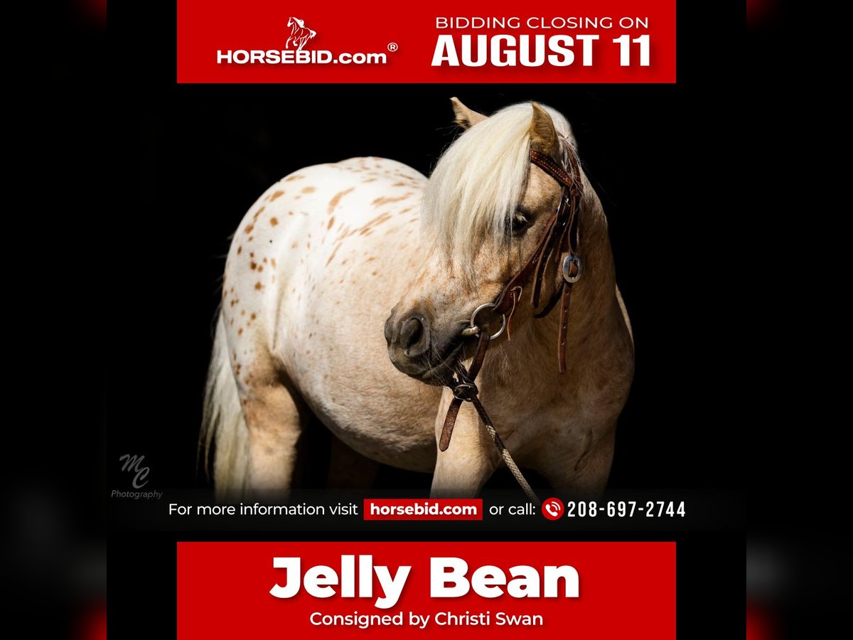 Pony of the Americas Merrie 4 Jaar 102 cm in Homedale, ID