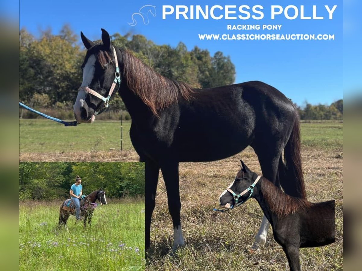 Pony of the Americas Merrie 4 Jaar 132 cm Zwart in Albany, KY