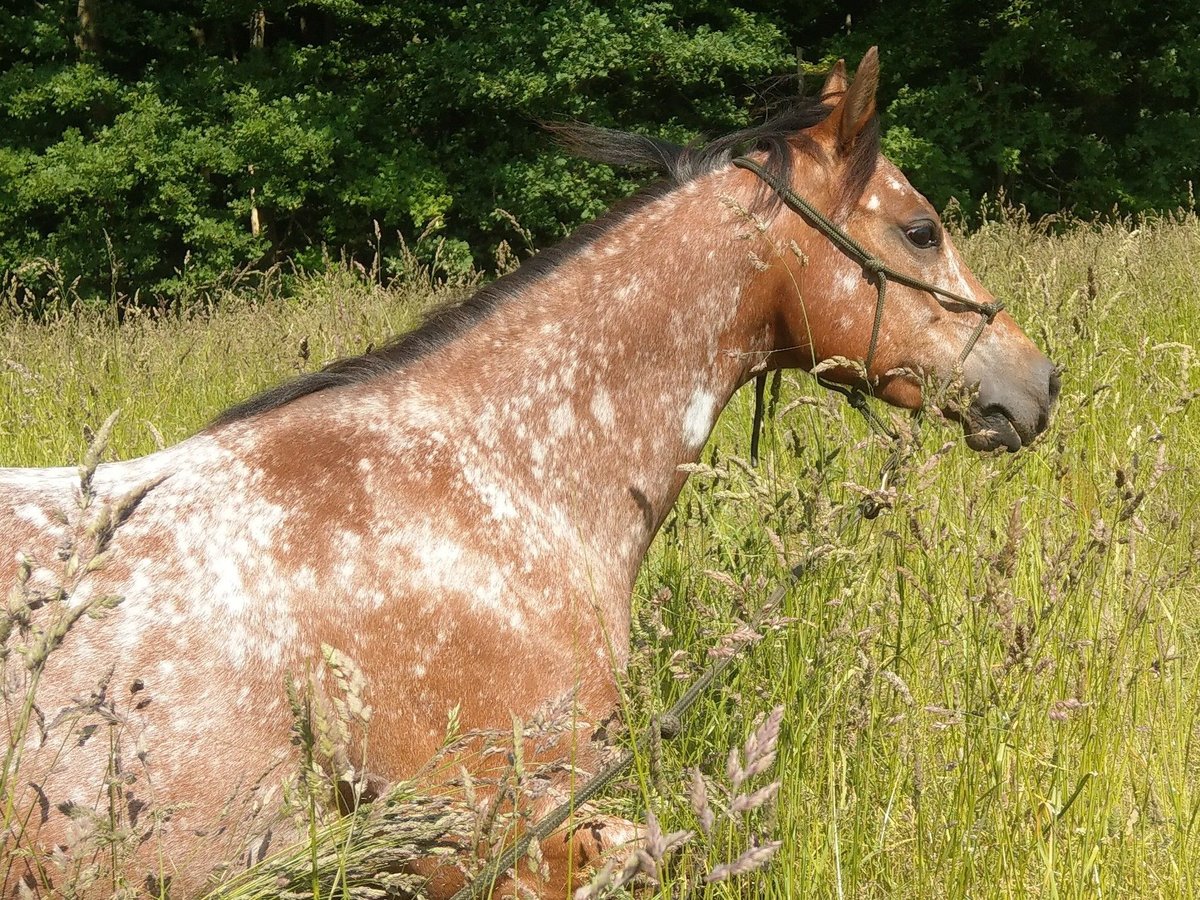 Pony of the Americas Merrie 6 Jaar 135 cm Bruin in Weede