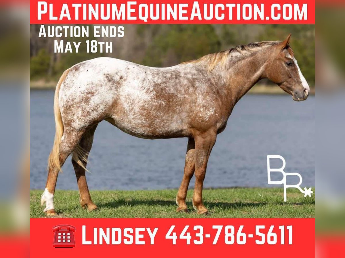 Pony of the Americas Merrie 6 Jaar 142 cm Donkere-vos in Mountain Grove MO