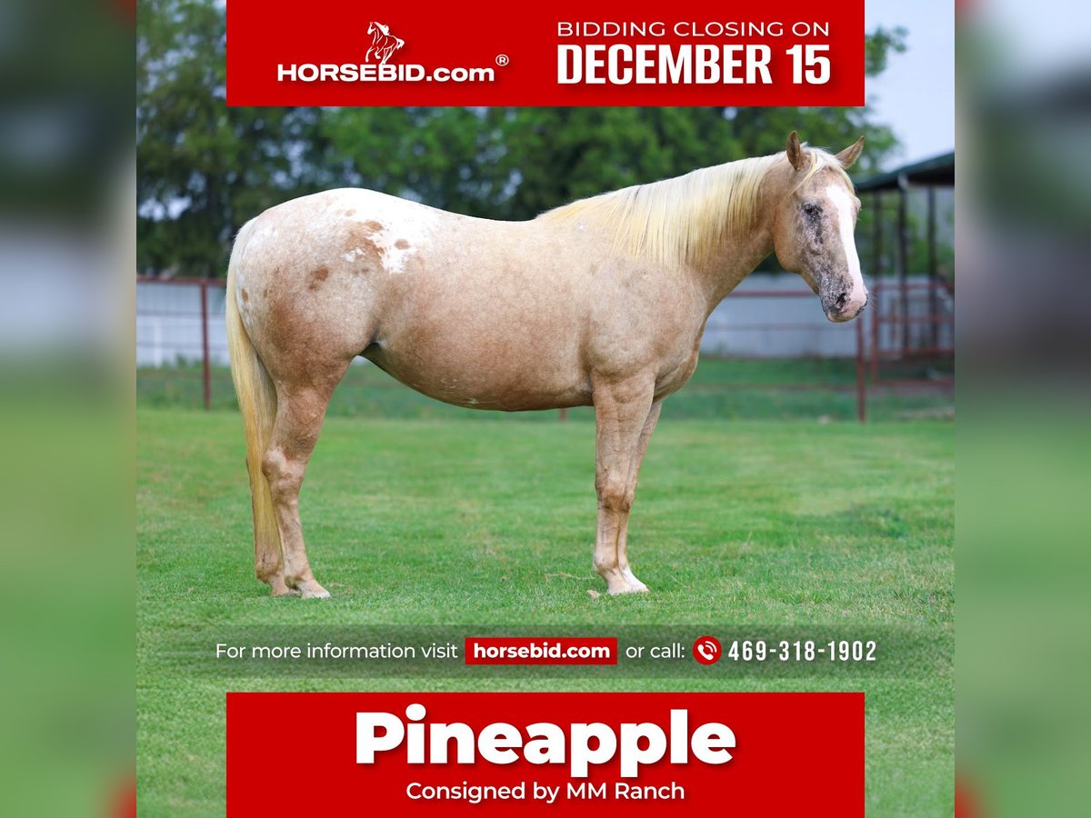 Pony of the Americas Stute 6 Jahre 142 cm Palomino in Forney