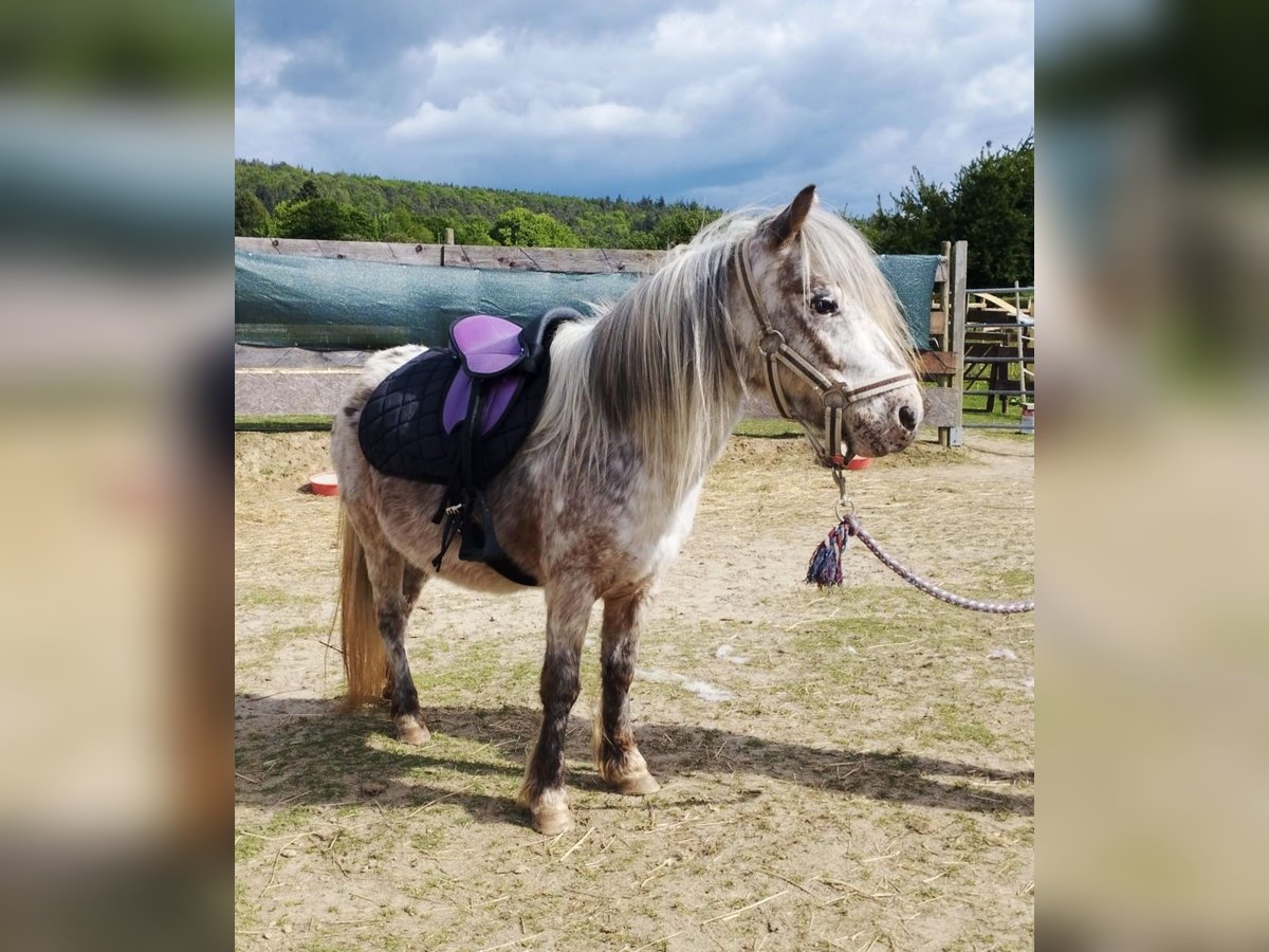 Pony of the Americas Stute 8 Jahre 100 cm Tigerschecke in Wald-Michelbach