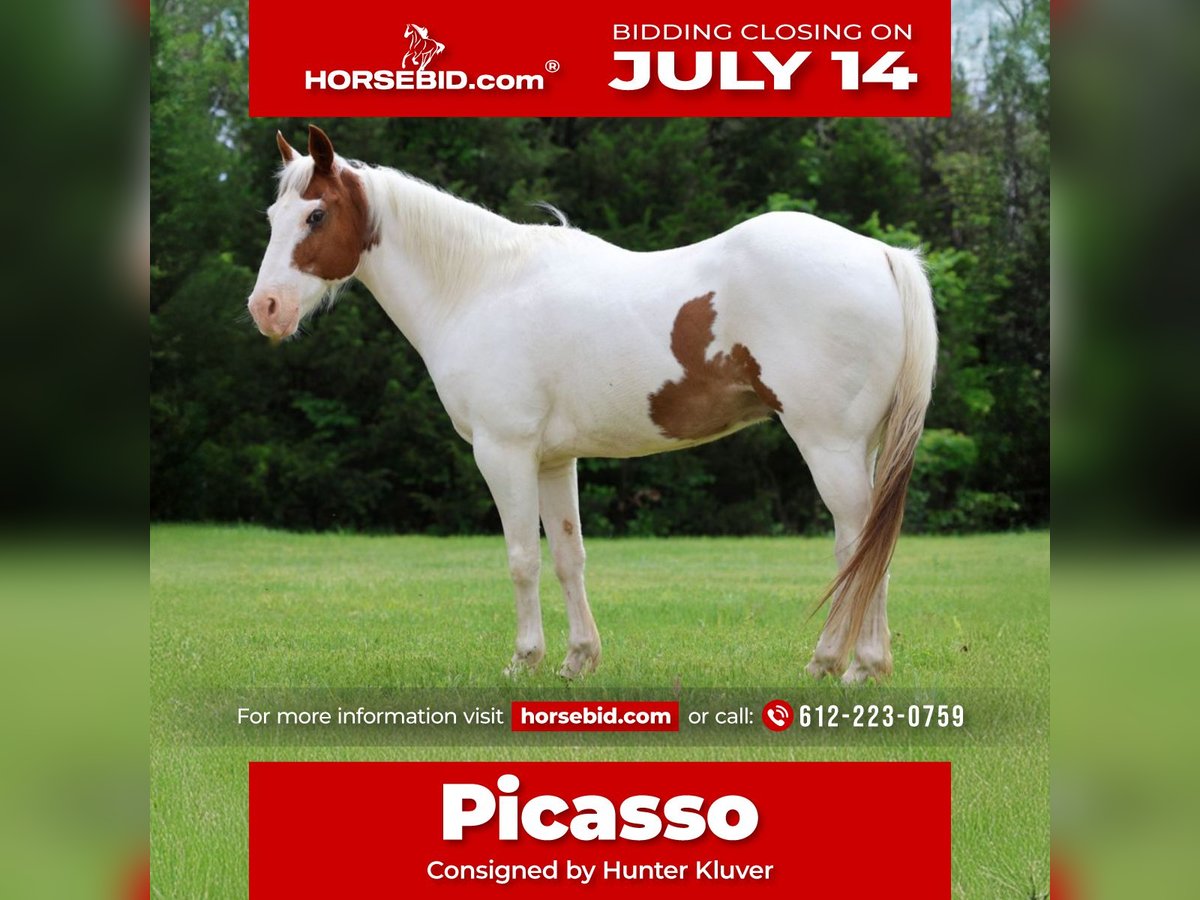 Pony of the Americas Wallach 12 Jahre 137 cm in Killdeer, ND