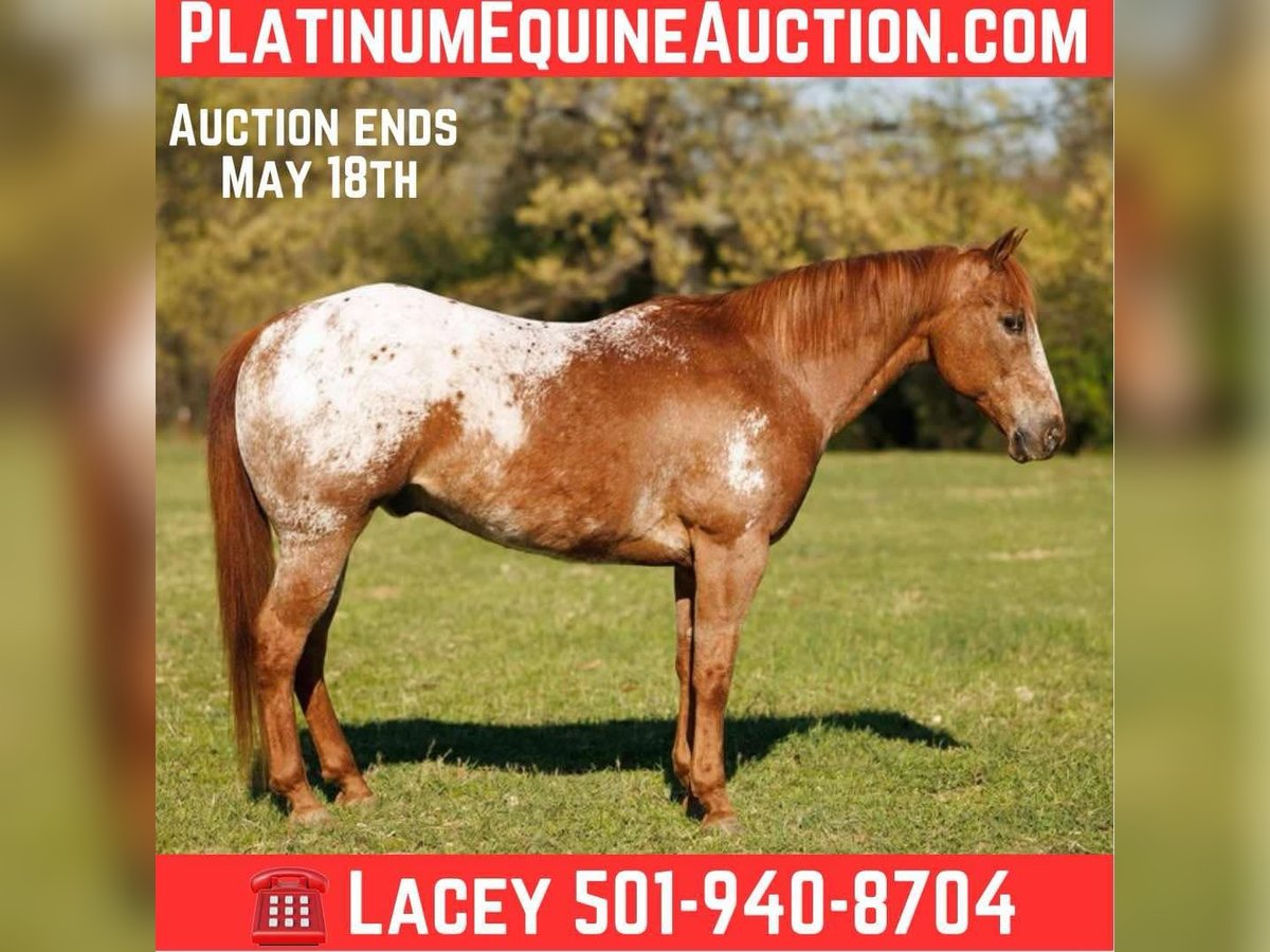 Pony of the Americas Wallach 12 Jahre 140 cm Roan-Red in Quitman AR