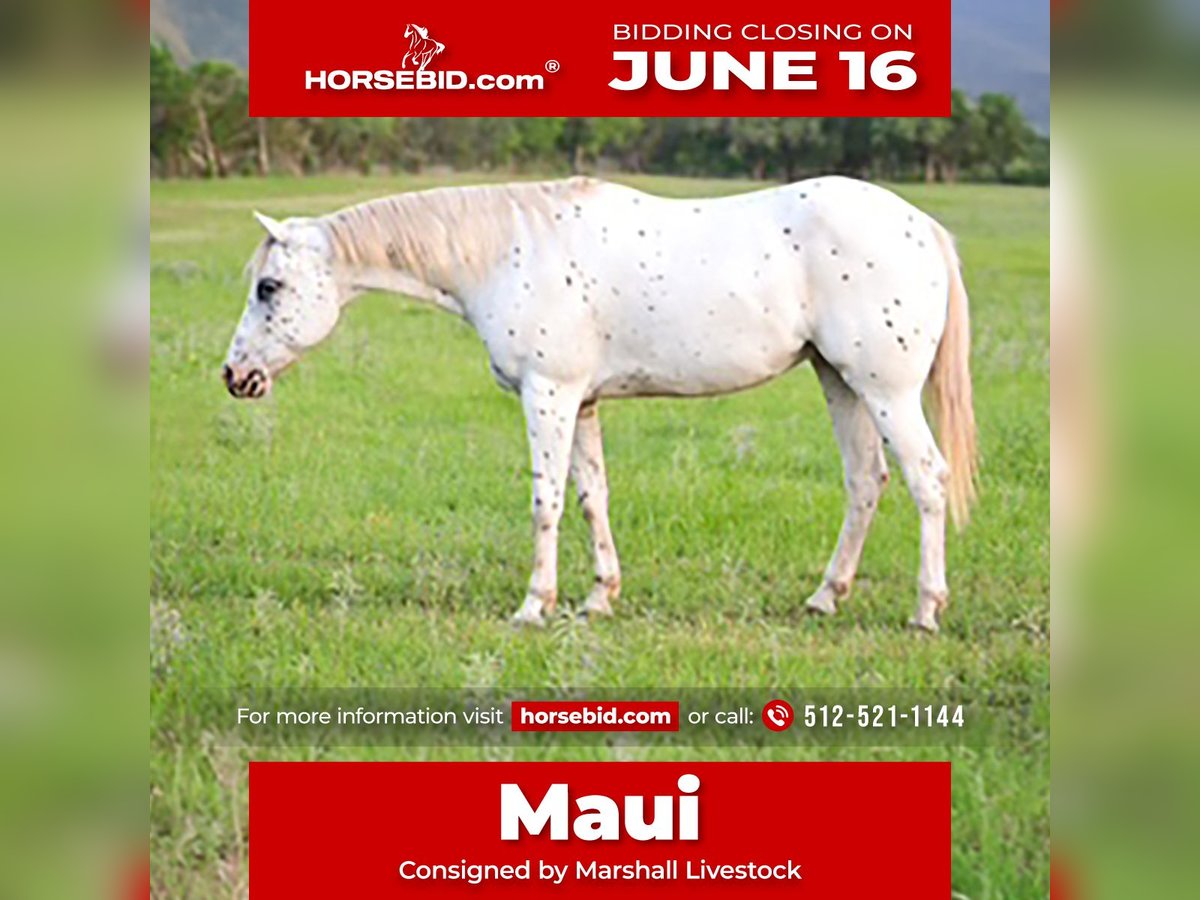 Pony of the Americas Wallach 15 Jahre 147 cm in Buckholts, TX